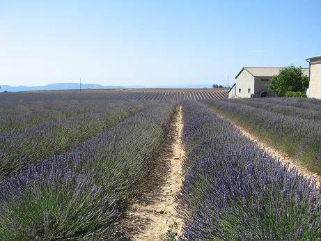 Valensole