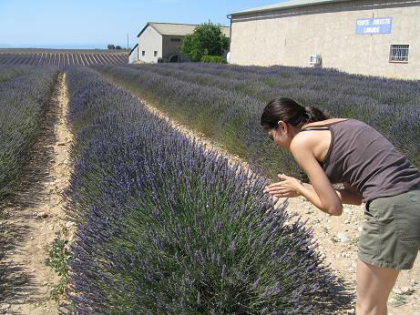 Valensole1