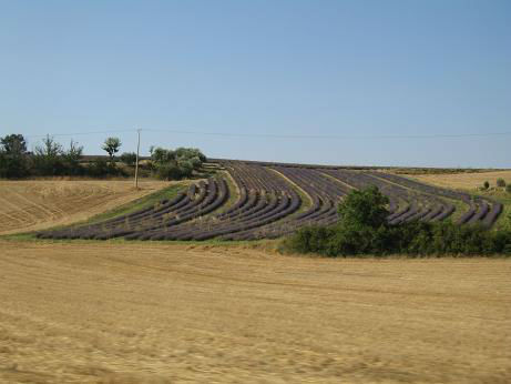 Valensole3