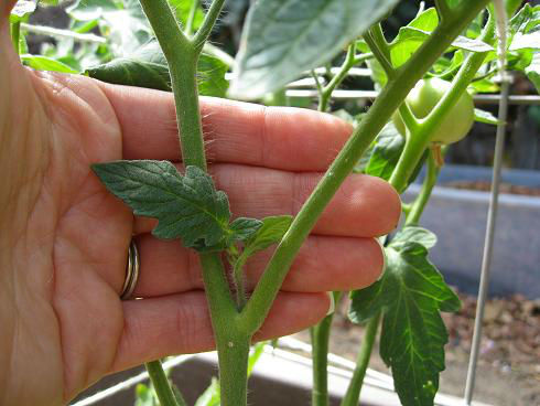 tomato_sucker