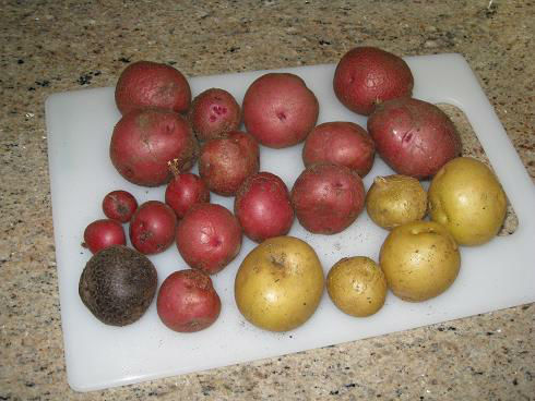 Potato_harvest_08