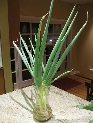 massive_green_onions