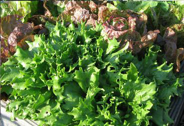 lettuce1
