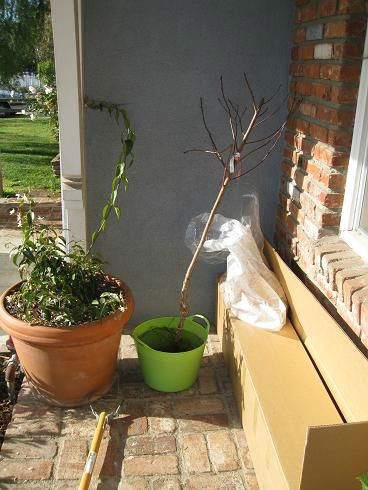 Bare_Root_tree