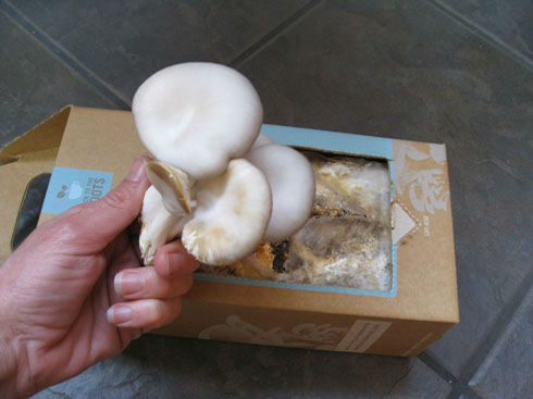 Harvestingmushrooms