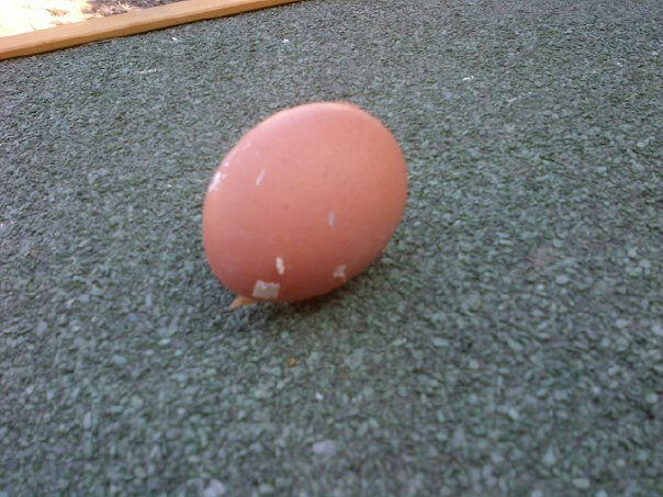 blanchesfirstegg