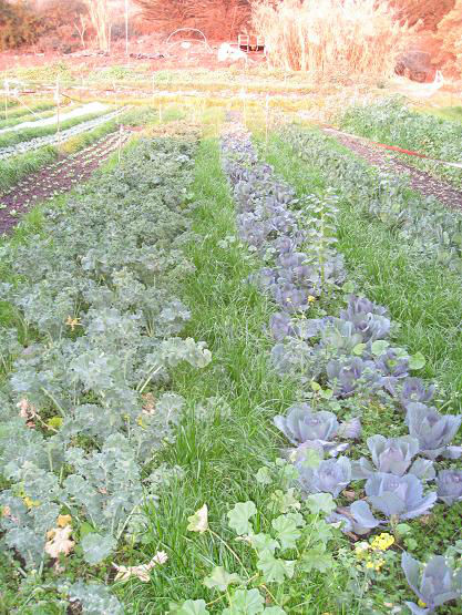 farm4