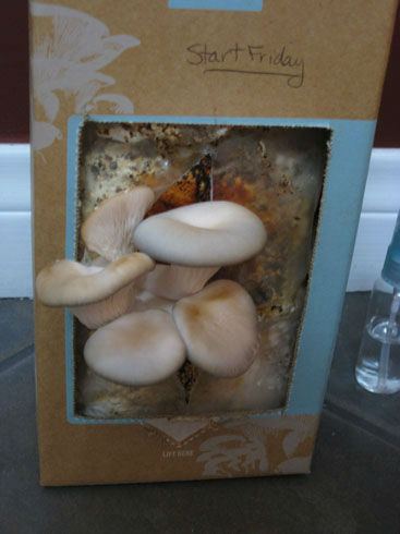 mushroomprogress2
