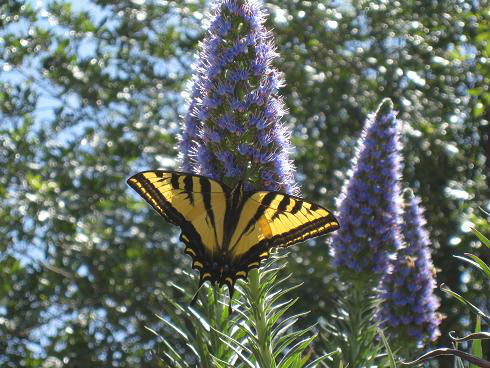 butterfly