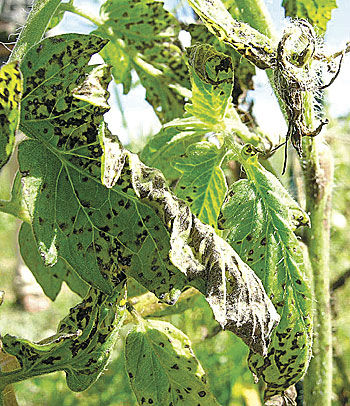 Septoria_leaf_spot