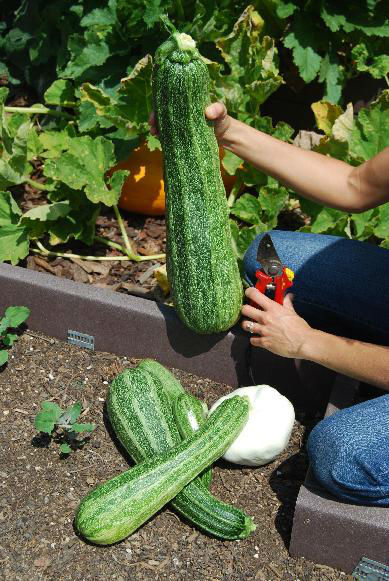 zucchini_out_of_control