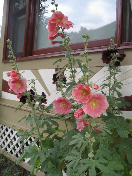 hollyhocks