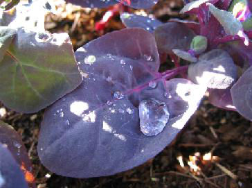 mountain_spinach