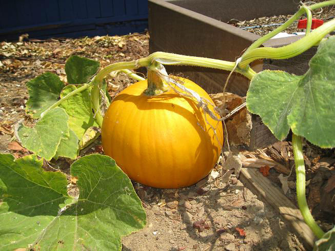 round_pumpkin