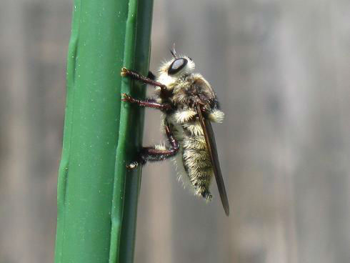 mystery_bee
