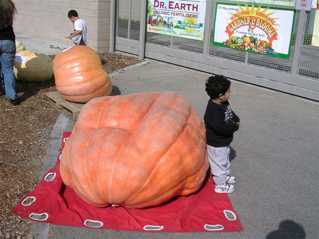 Pumpkinmania_Oct_2009007