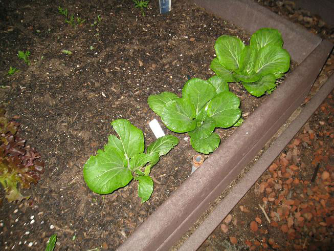 bokchoy