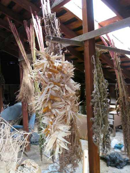 cornandgarlicdrying