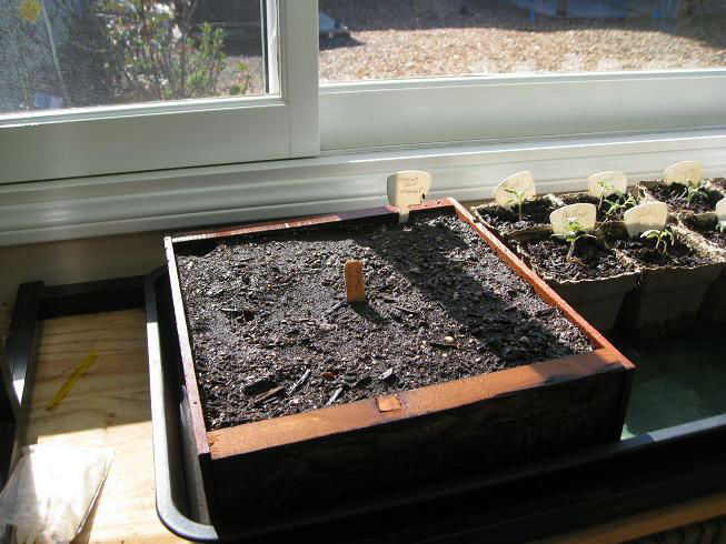 finishedseedlingtray