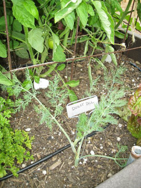Dill