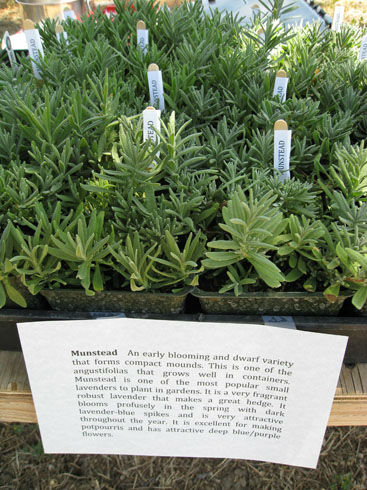 Munsteadlavender
