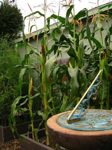 PoppingCorn_small