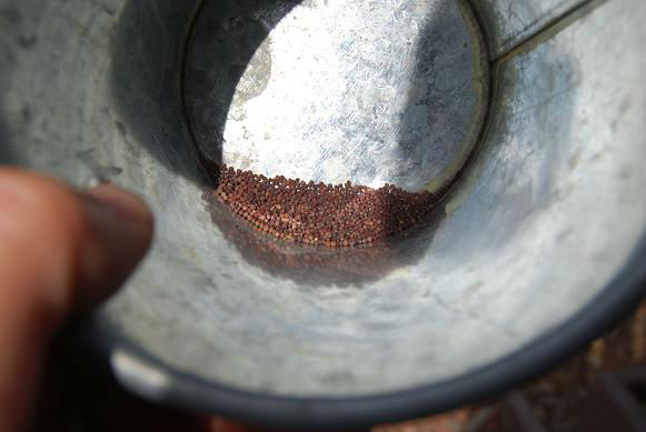 finishedseeds