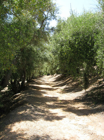 Olivetreegrove