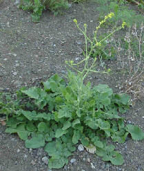 wildmustard