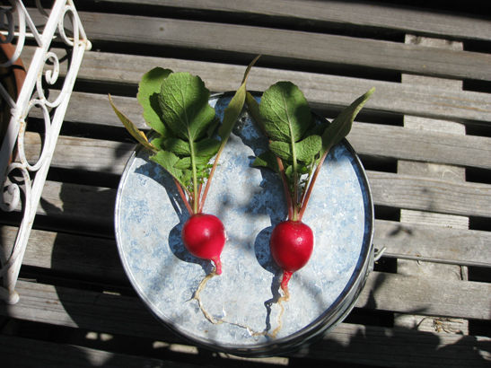 Radish3_small