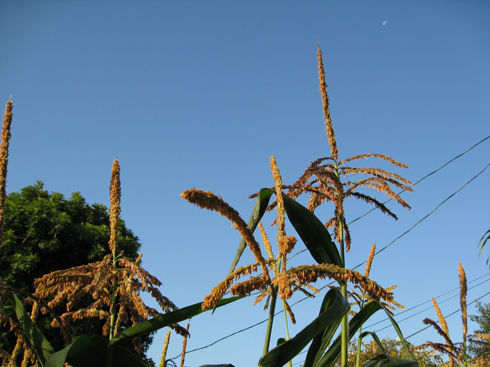 drycorntassles