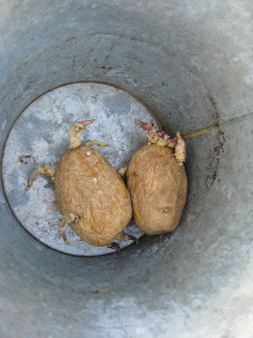scarypotatoes