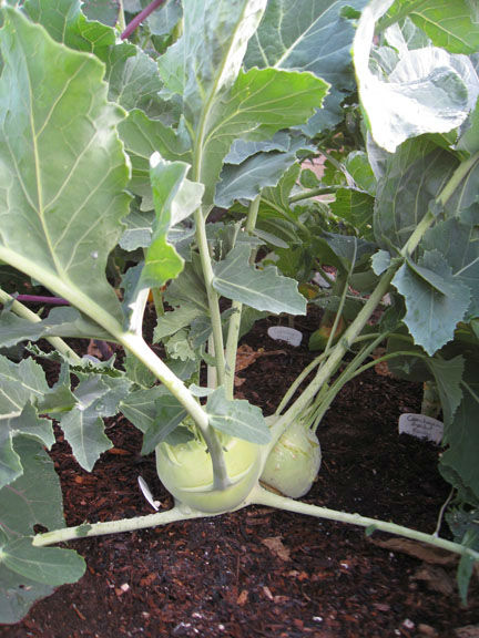 Kohlrabi