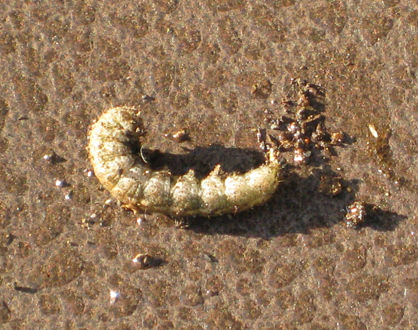 cutworm