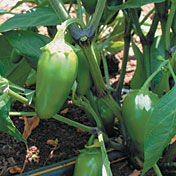 jalapeno