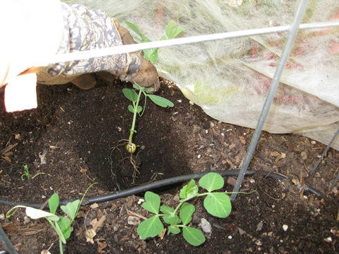 plantingpeas
