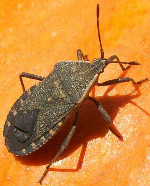 Squashbug