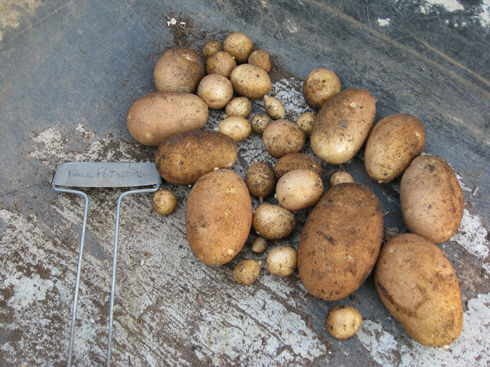 fallpotatoes1