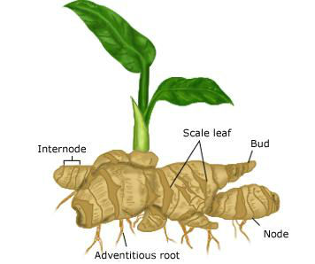 ginger_rhizome