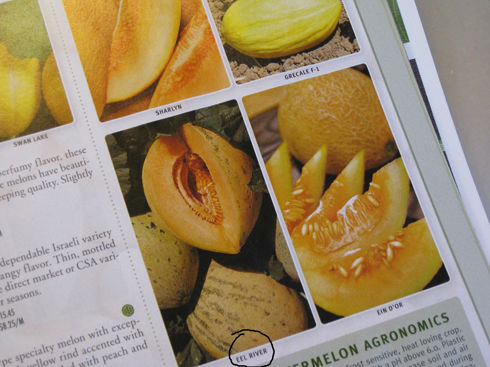 melon