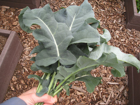 BroccoliCavoloaGettidiNapoli