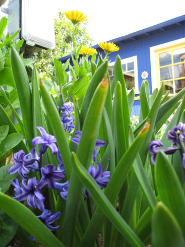 hyacinthandcalendula