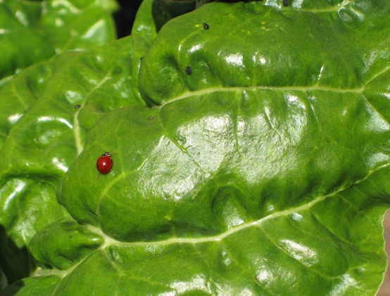 ladybug