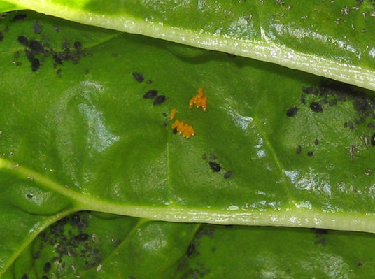 ladybugeggs
