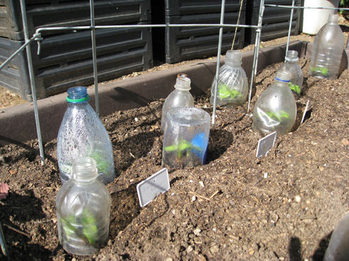 Cucumberseedlings