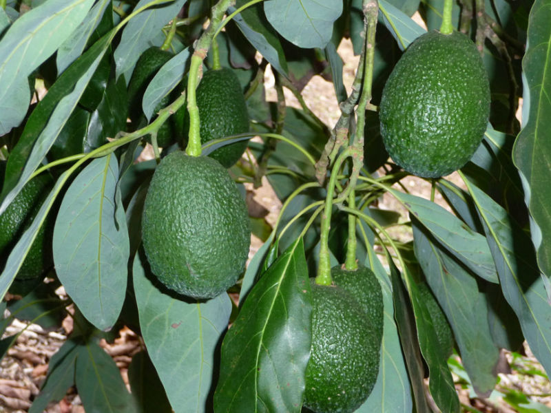 haas_avocados_lg