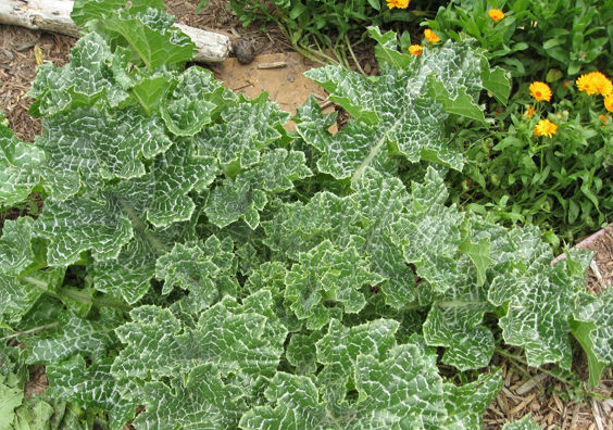 milkthistle