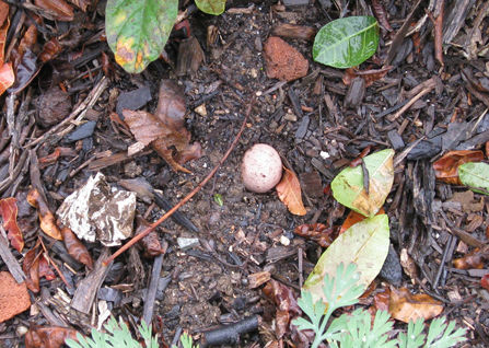 plantedseedball