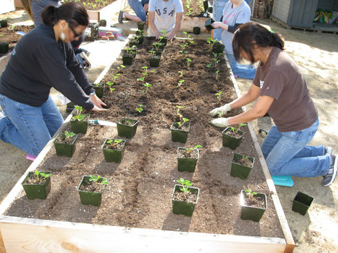 plantingstrawberries2