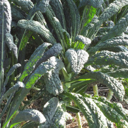 Kale